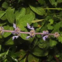 Coleus barbatus var. barbatus (Andrews) Benth. ex G.Don (Andrews) Benth. ex G.Don